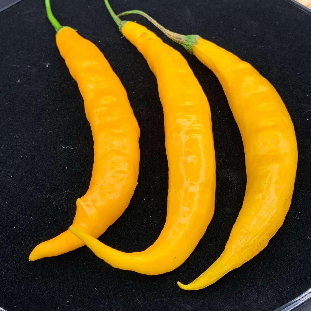 Aji Guyana - Seeds