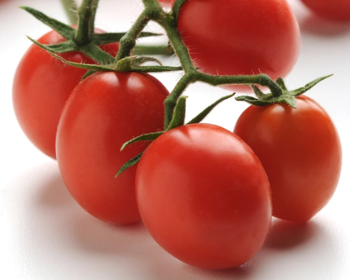 Topsy Tom Hybrid Tomato Seeds