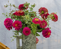 Benary's Giant Wine Zinnia Seeds