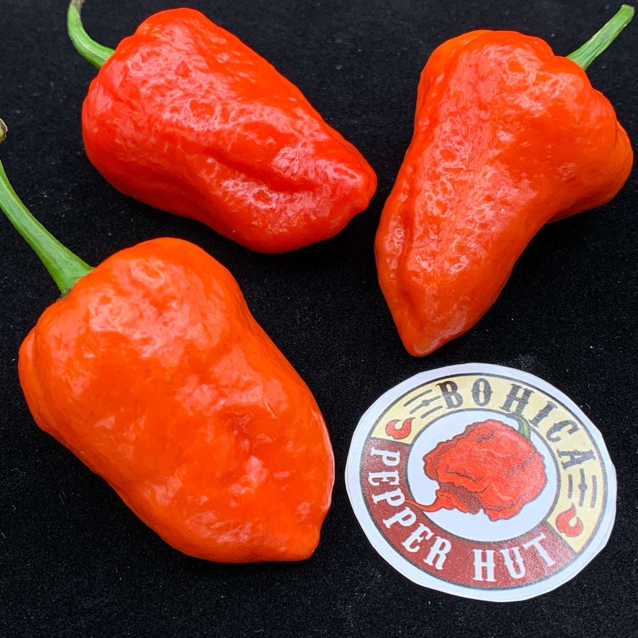 Armageddon Chilli Pepper - Seeds