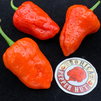 Thumbnail for Armageddon Chilli Pepper - Seeds