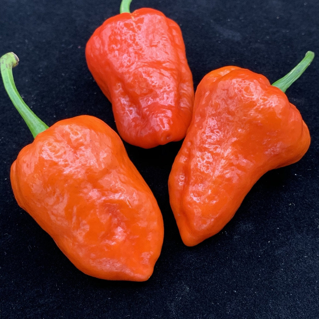 Armageddon Chilli Pepper - Seeds