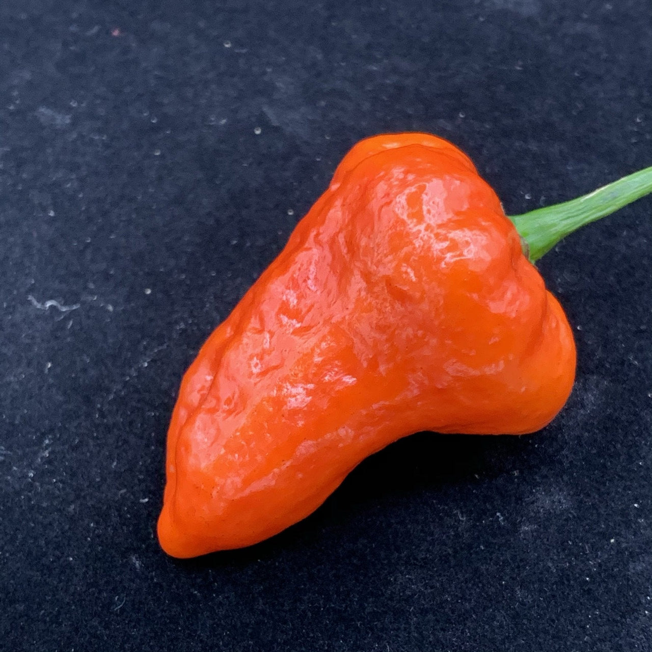 Armageddon Chilli Pepper - Seeds