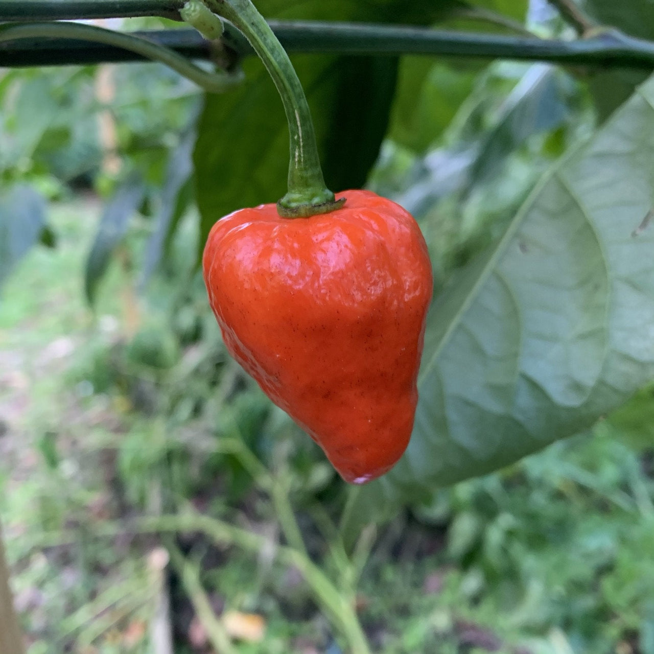 Armageddon Chilli Pepper - Seeds