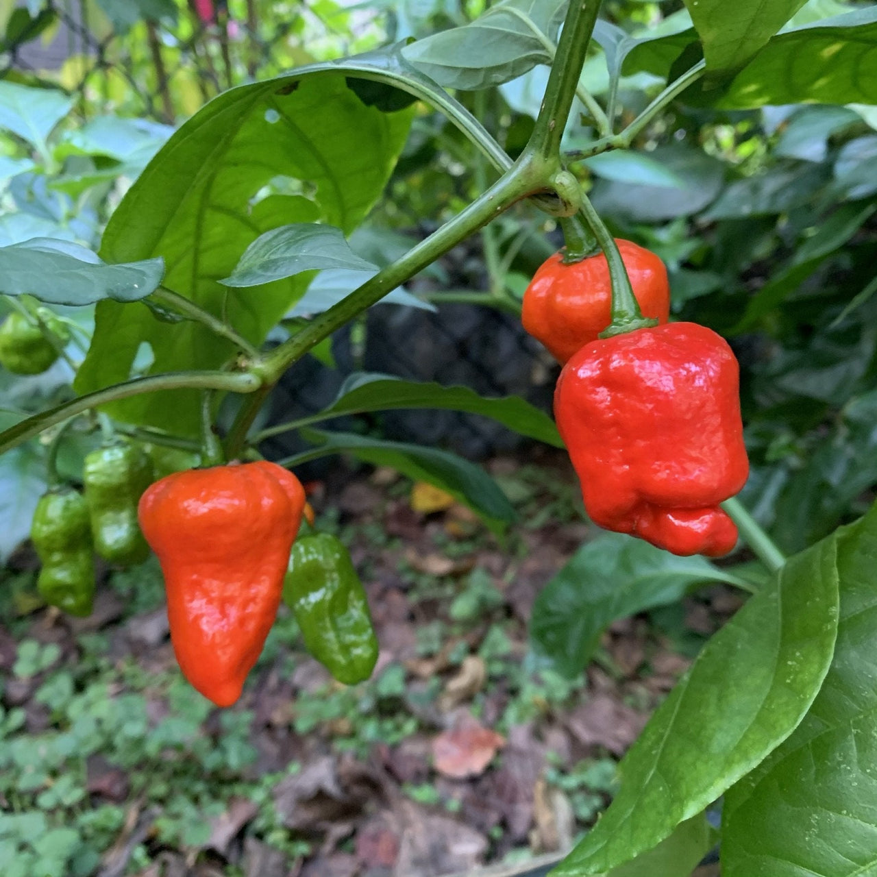 Armageddon Chilli Pepper - Seeds