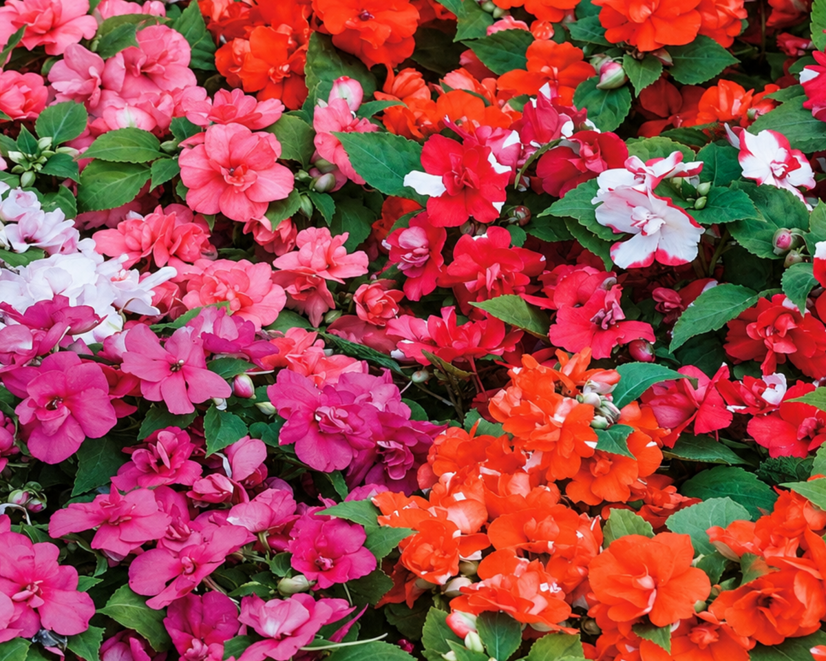Double Athena Hybrid Mix Impatiens Seeds