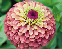 Queeny Red Lime Zinnia Seeds