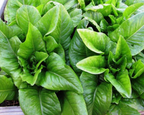 Amish Deer Tongue Lettuce Seeds