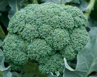 Godzilla Hybrid Broccoli Seeds