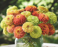 Queeny Lime Mix Zinnia Seeds
