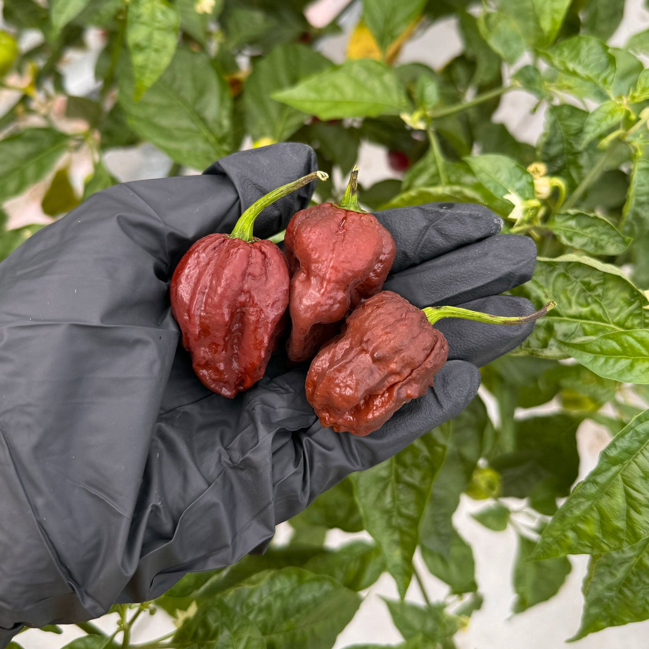 7 pot douglah plant 7 Pot Douglah Pepper Seeds, 100+ Seeds