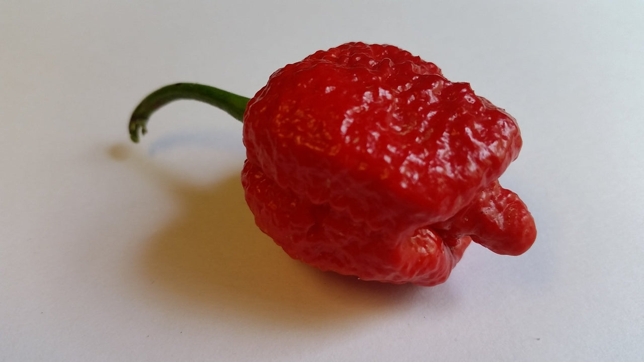 7 Pot Brain Strain Red - Seeds - The Pepper Pantry (Formerly Marie Sharp's)