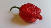 7 Pot Brain Strain Red - Seeds - The Pepper Pantry (Formerly Marie Sharp's)