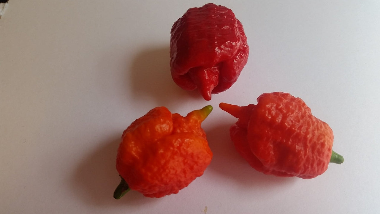 7 Pot Brain Strain Red - Seeds - The Pepper Pantry (Formerly Marie Sharp's)