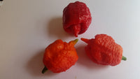 7 Pot Brain Strain Red - Seeds - The Pepper Pantry (Formerly Marie Sharp's)
