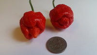 7 Pot Brain Strain Red - Seeds - The Pepper Pantry (Formerly Marie Sharp's)