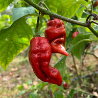 7 Pot Defcon - Seeds - The Pepper Pantry (Formerly Marie Sharp's)