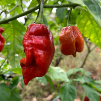 7 Pot Defcon - Seeds - The Pepper Pantry (Formerly Marie Sharp's)