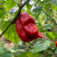 7 Pot Defcon - Seeds - The Pepper Pantry (Formerly Marie Sharp's)