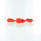 7 Pot Katie Pepper Seeds (Non - Isolated)
