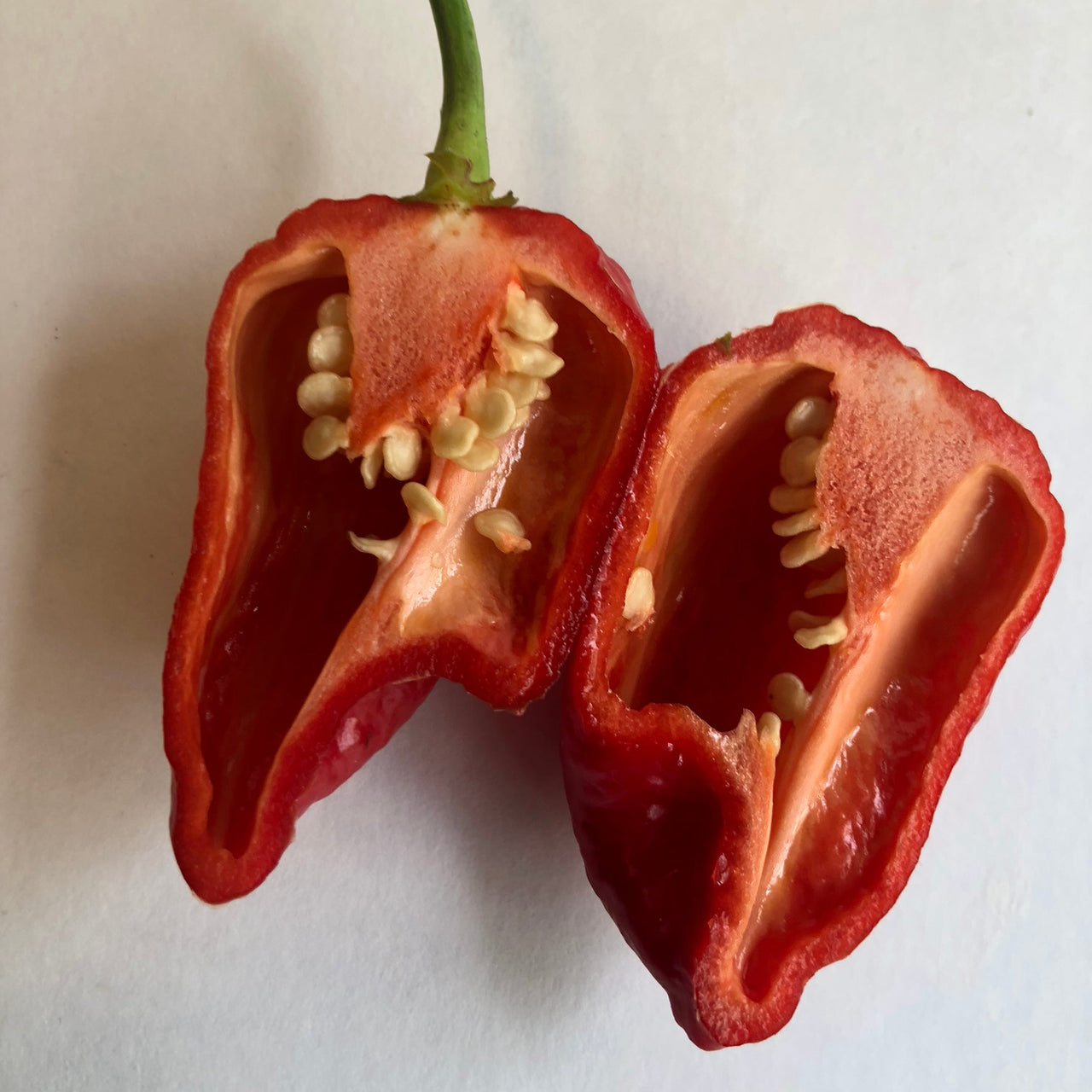 7 Pot Katie - Seeds - The Pepper Pantry (Formerly Marie Sharp's)