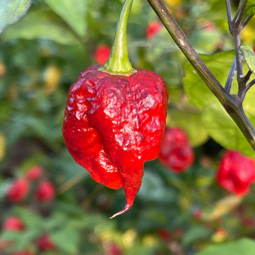7 Pot Lava x Testanera Red - Seeds - The Pepper Pantry (Formerly Marie Sharp's)