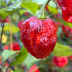 7 Pot Lava x Testanera Red - Seeds - The Pepper Pantry (Formerly Marie Sharp's)