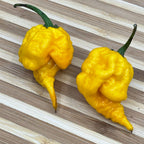 7 Pot Primo Yellow - Seeds