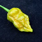 7 Pot Slimer - Seeds