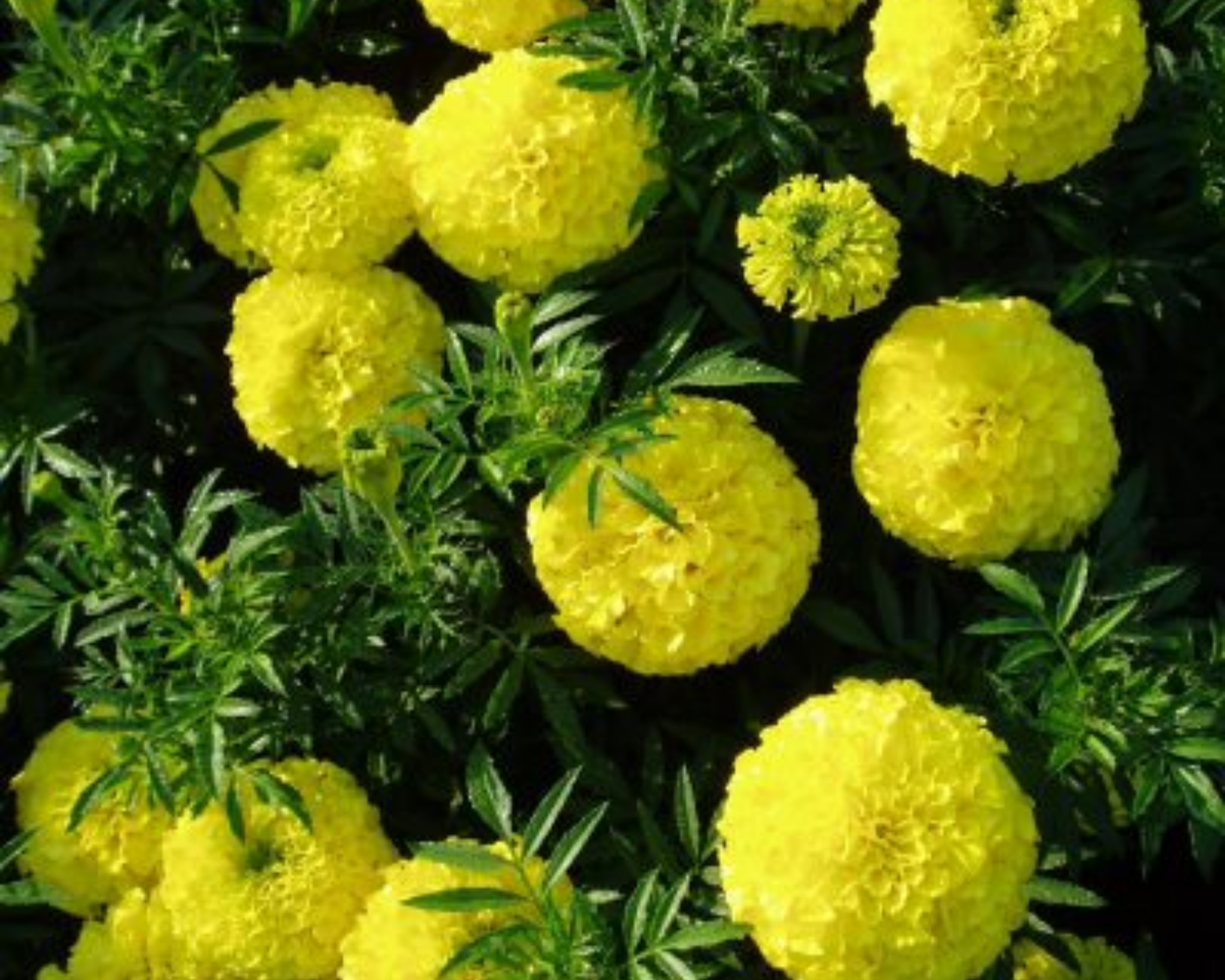 First Lady Hybrid Marigold Seeds
