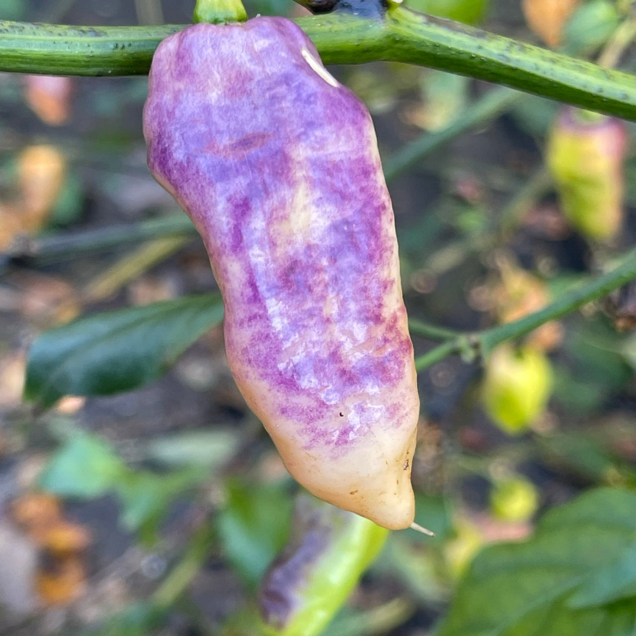 Pimenta Jolokia Fire/Ice - Seeds