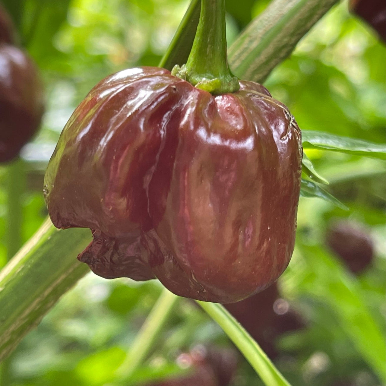 Scotch Bonnet Chocolate - Seeds