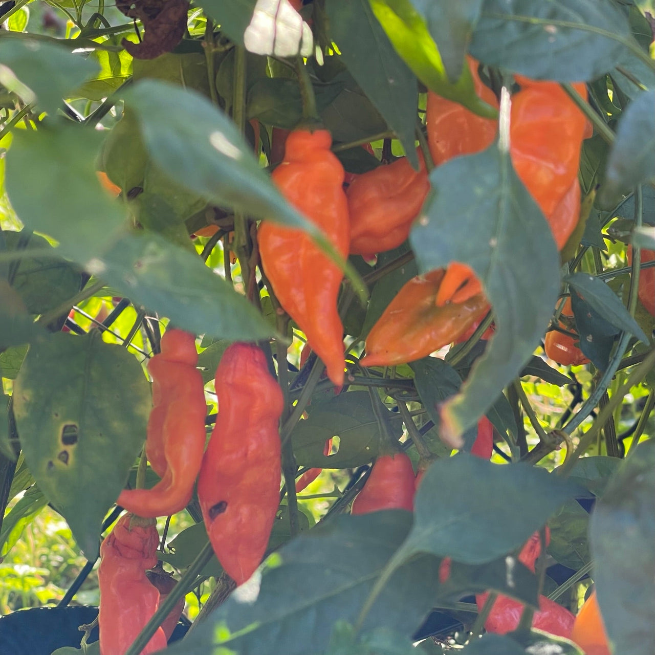 Aji Mango - Seeds