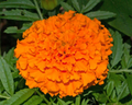Hawaii Marigold Seeds