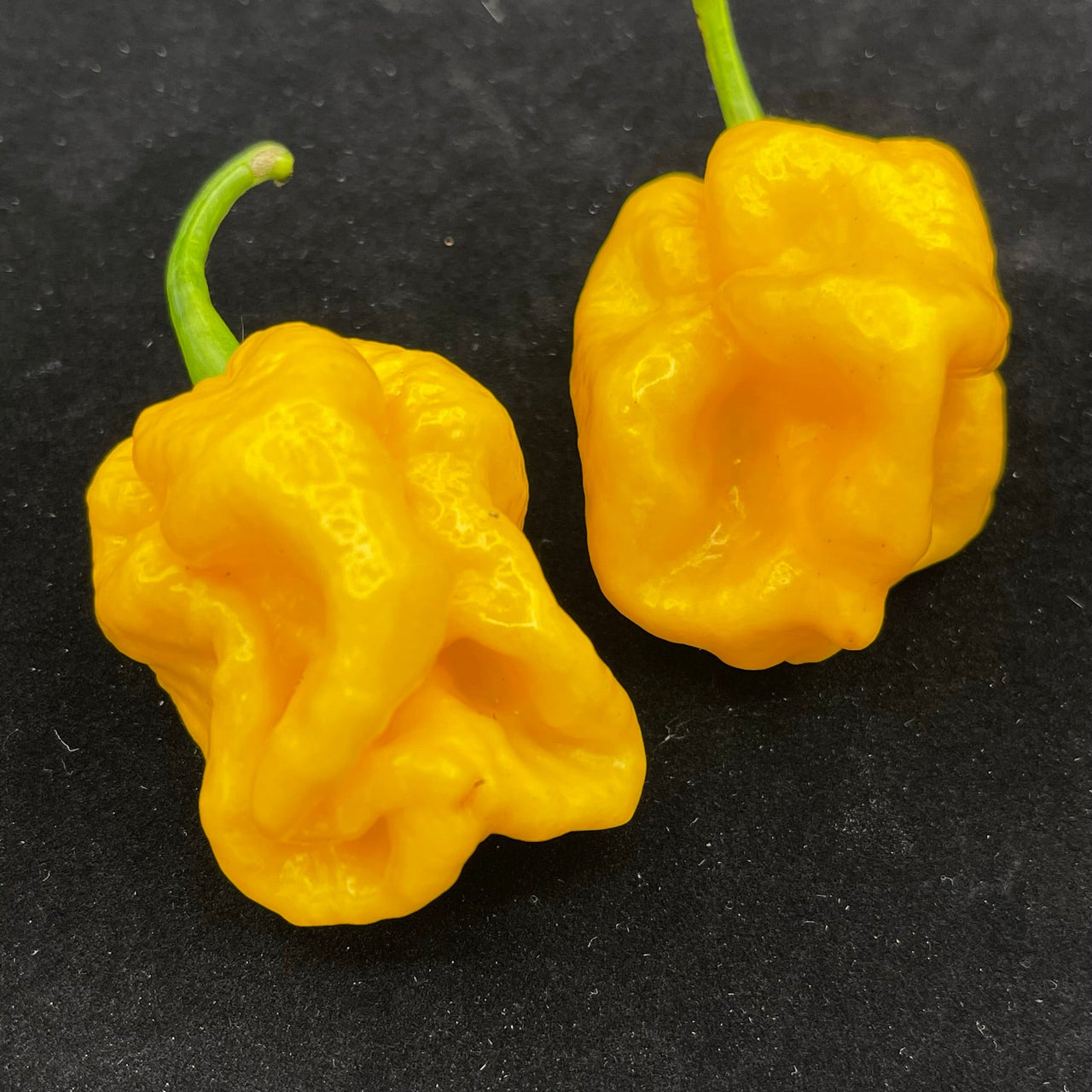 Lemon Habanero - Seeds