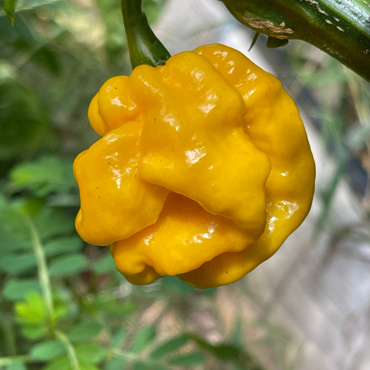 Lemon Habanero - Seeds