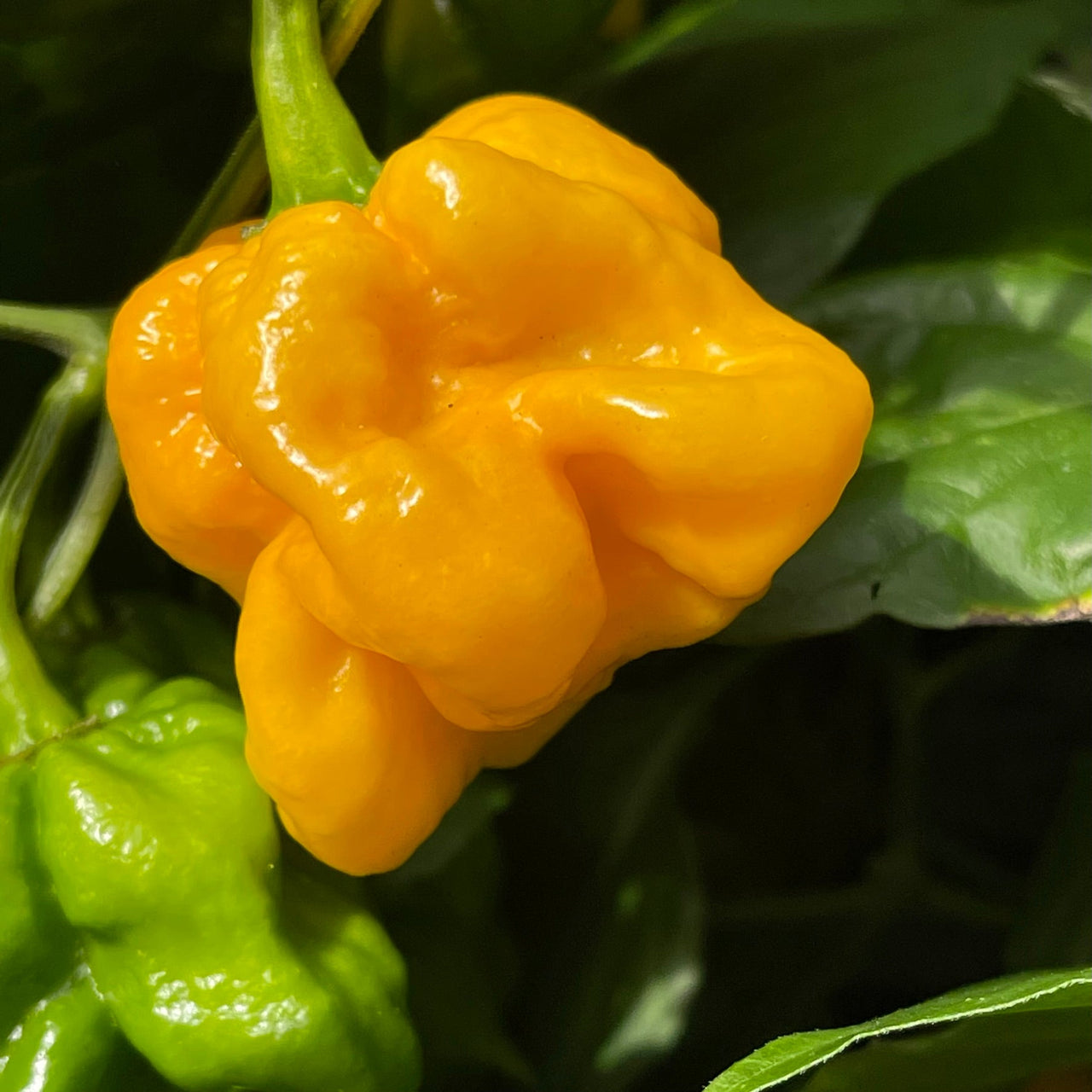 Lemon Habanero - Seeds