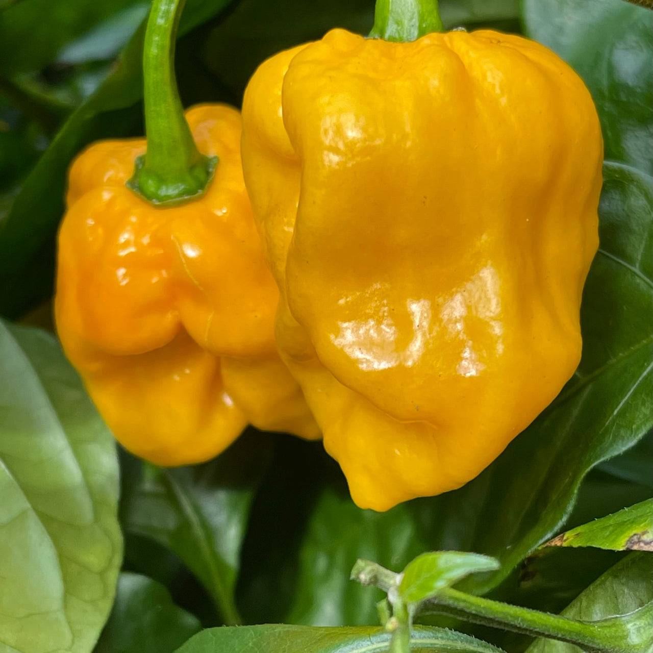 Lemon Habanero - Seeds