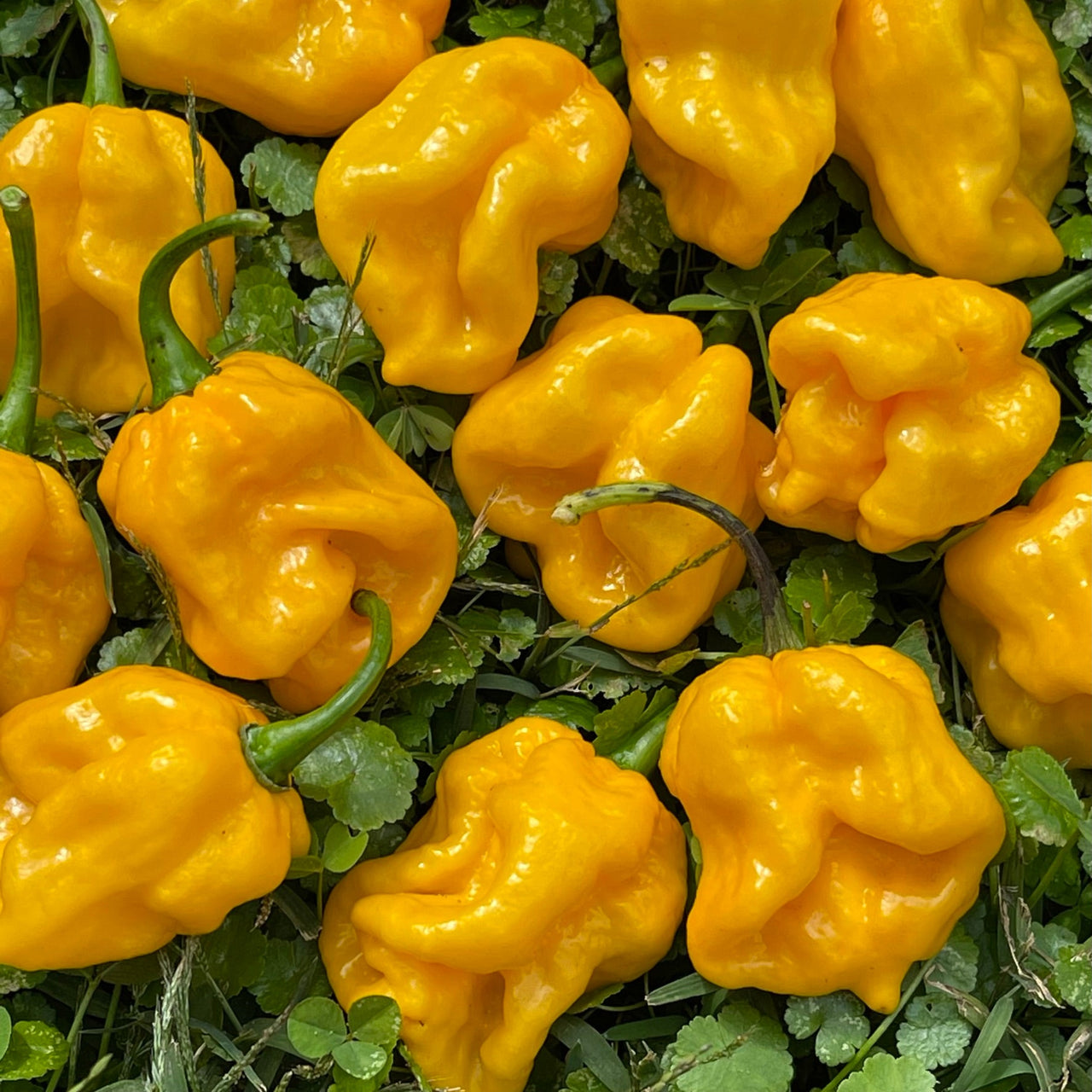 Lemon Habanero - Seeds