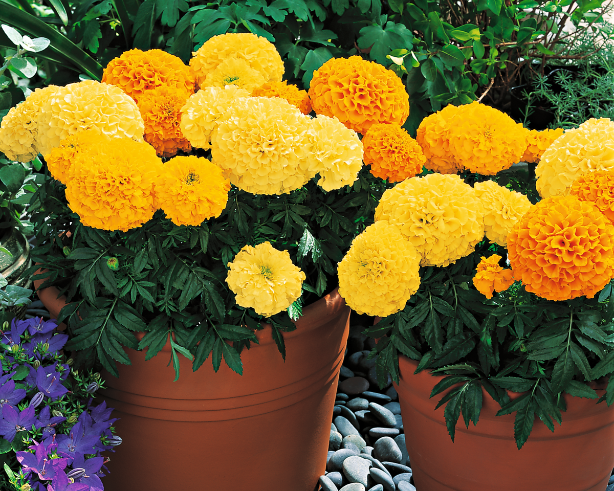 Inca II Hybrid Mix Marigold Seeds