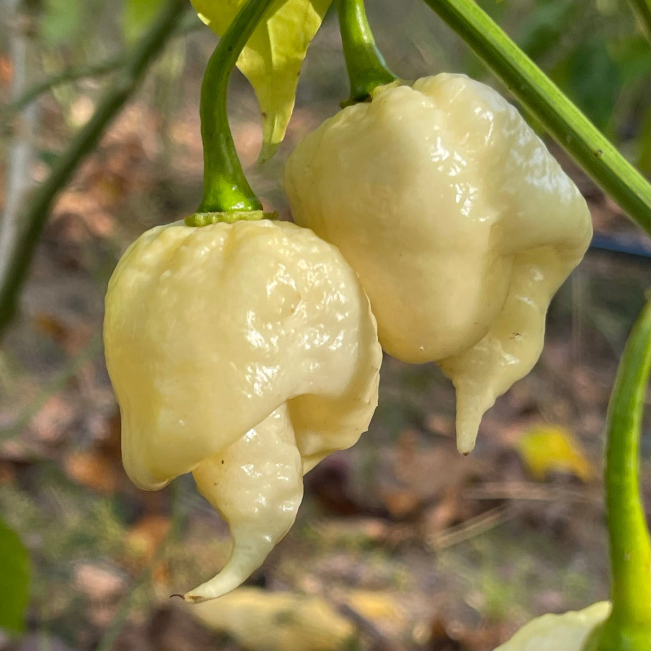 White Moruga - Seeds