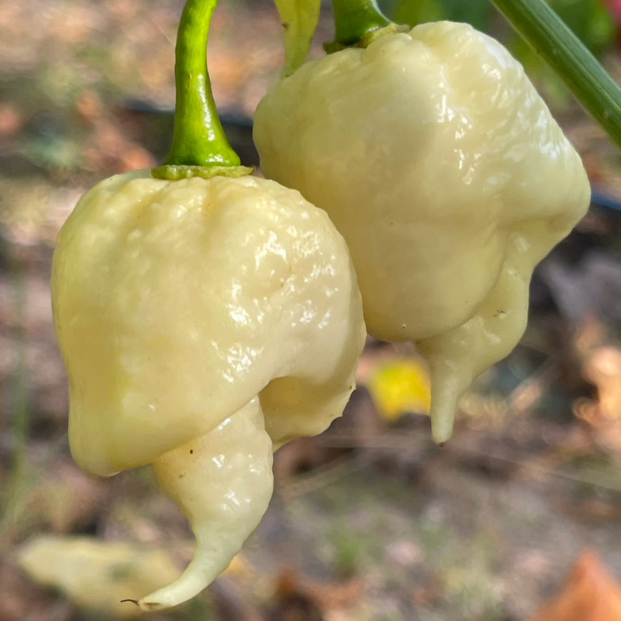 White Moruga - Seeds