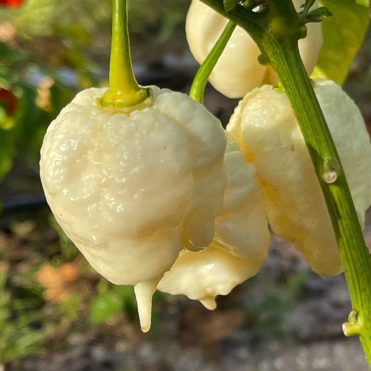 White Moruga - Seeds