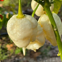 Thumbnail for White Moruga - Seeds