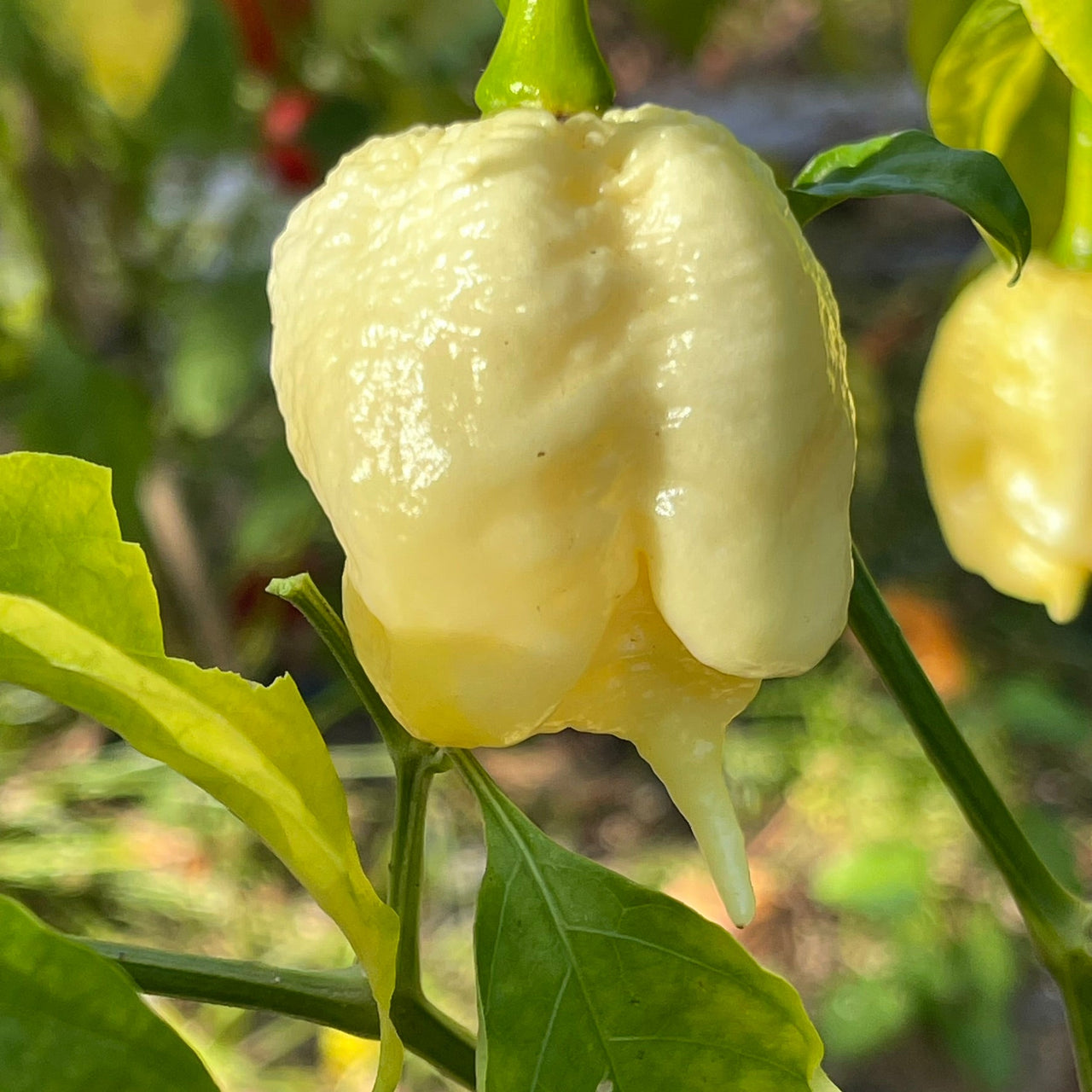 White Moruga - Seeds