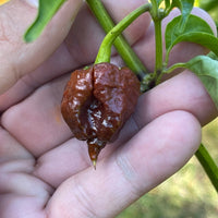 Thumbnail for CPR Hot Pepper - (Chocolate Primo Reaper) - Seeds