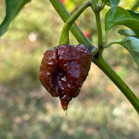 Thumbnail for CPR Hot Pepper - (Chocolate Primo Reaper) - Seeds