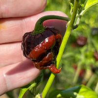 Thumbnail for CPR Hot Pepper - (Chocolate Primo Reaper) - Seeds