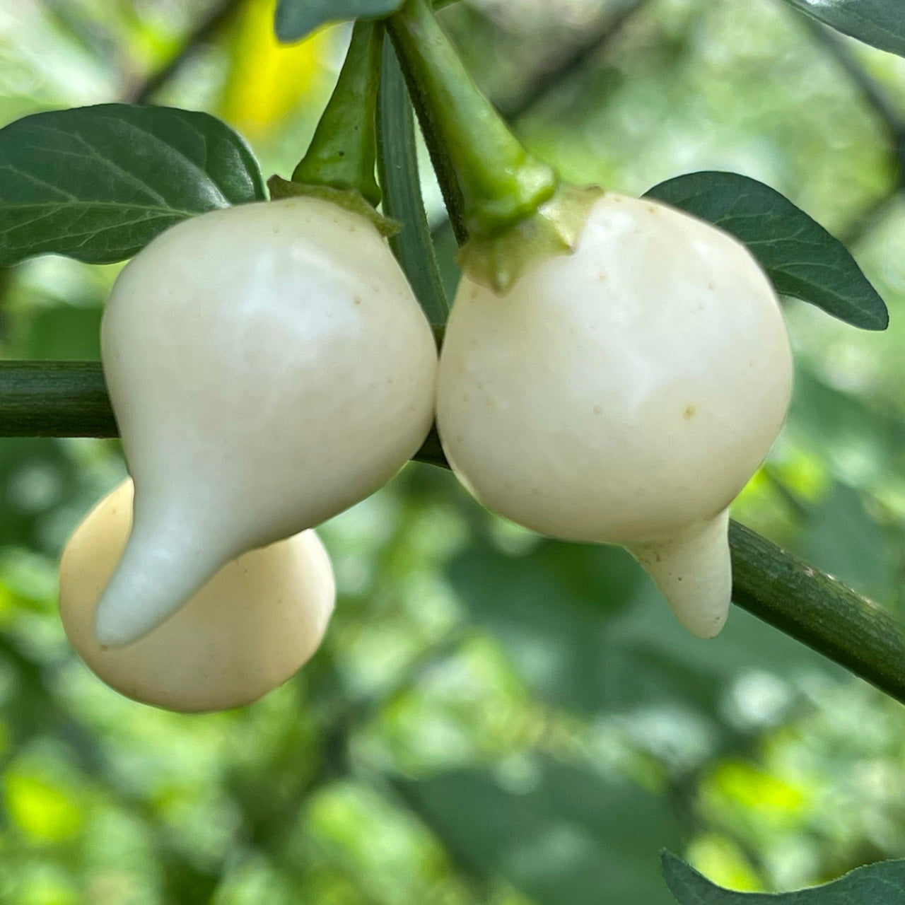 Biquinho White - Seeds