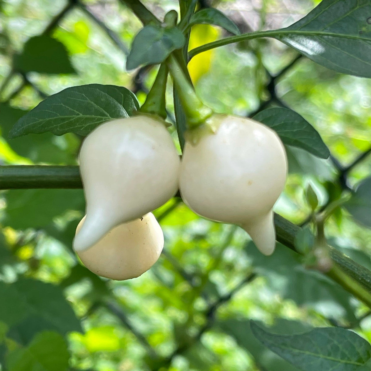 Biquinho White - Seeds